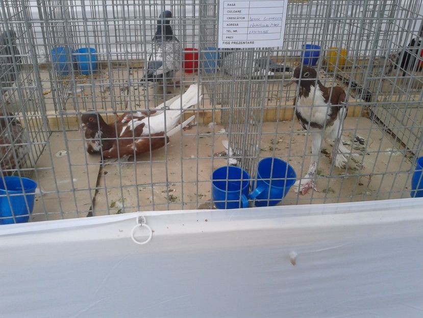 Fotografie0040 - 22---targ sannicolau mare 02 09 2017