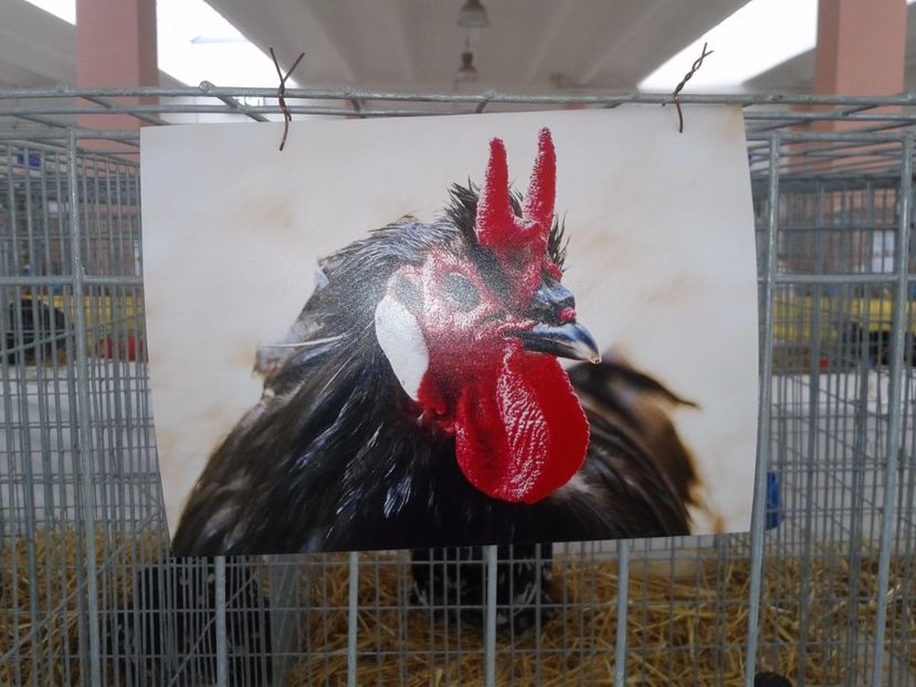 Fotografie0043 - 22---targ sannicolau mare 02 09 2017