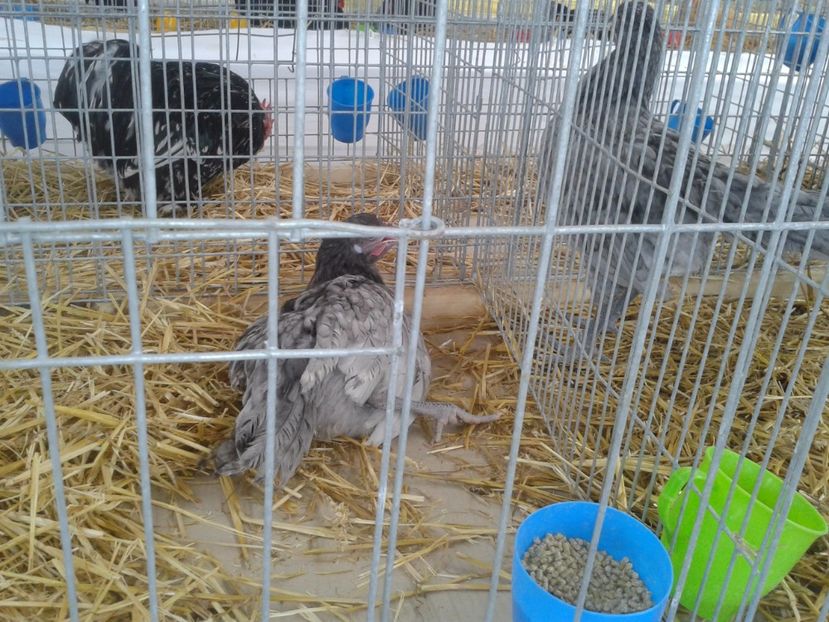 Fotografie0046 - 22---targ sannicolau mare 02 09 2017