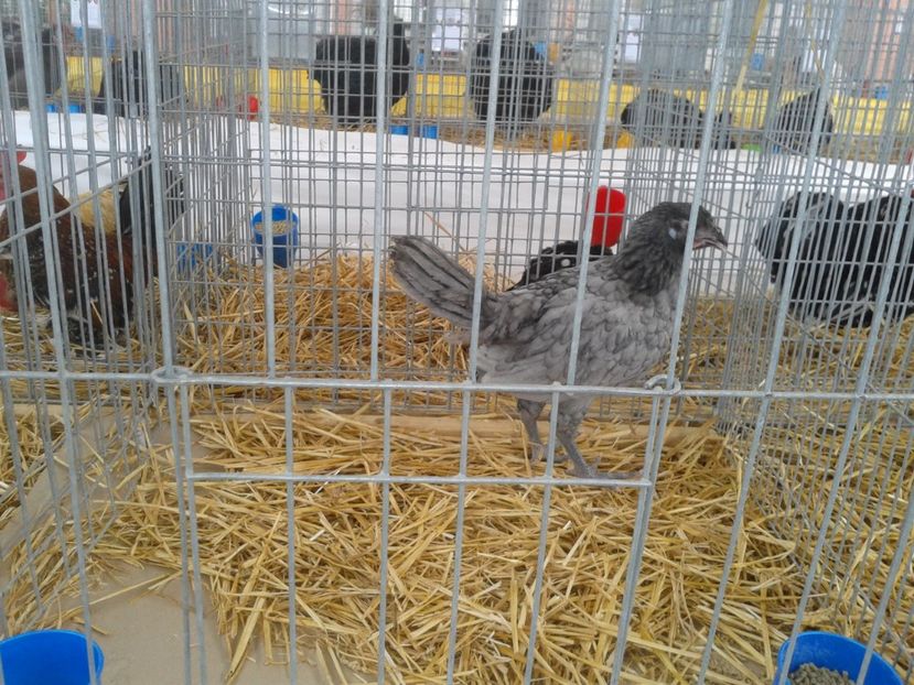 Fotografie0047 - 22---targ sannicolau mare 02 09 2017