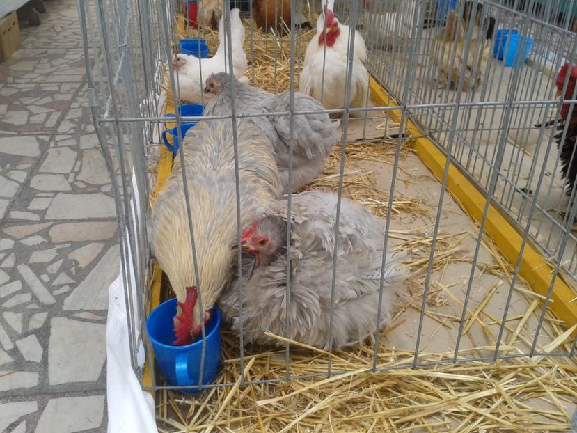 Fotografie0051 - 22---targ sannicolau mare 02 09 2017