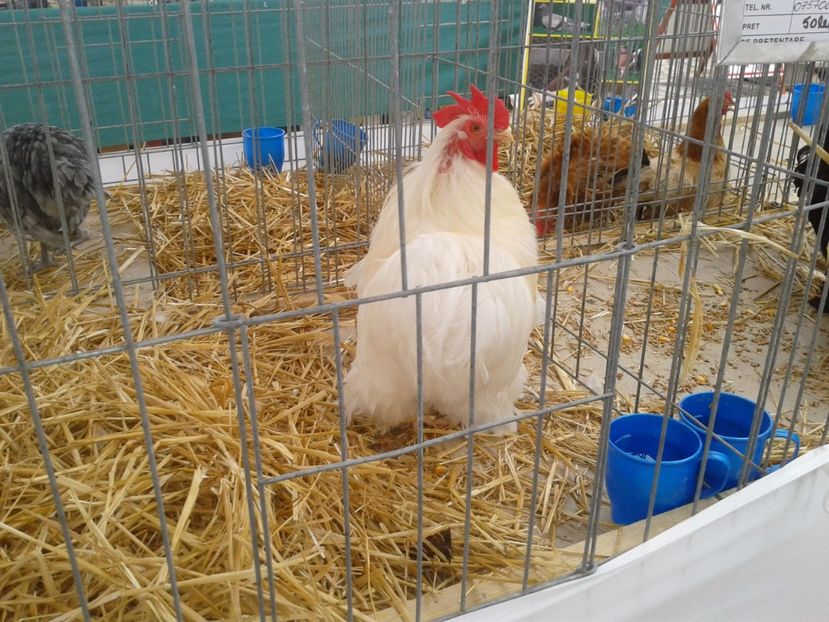 Fotografie0055 - 22---targ sannicolau mare 02 09 2017