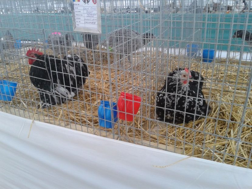 Fotografie0057 - 22---targ sannicolau mare 02 09 2017