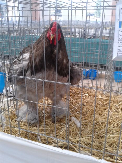 Fotografie0058 - 22---targ sannicolau mare 02 09 2017