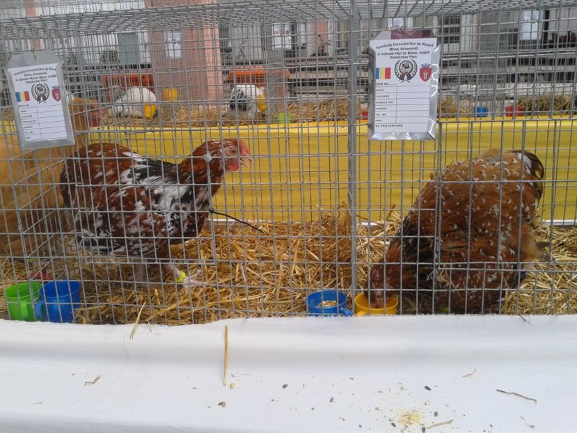 Fotografie0059 - 22---targ sannicolau mare 02 09 2017