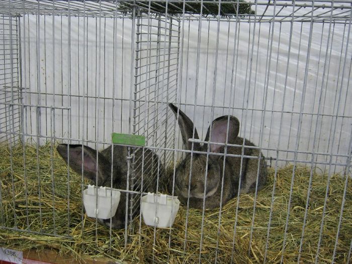 Dez-09 010; iepurii luifranz
 Dez-09 010; iepurii luifranz