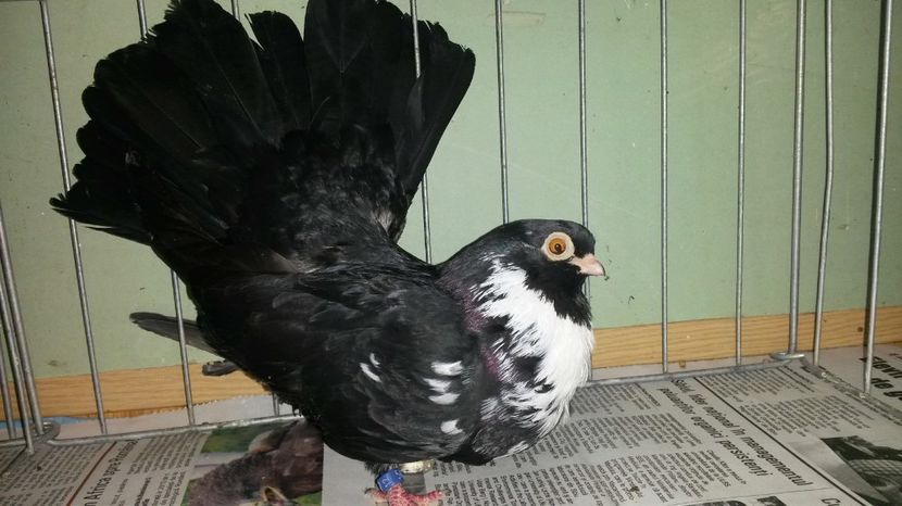  - negru trenat de bucuresti