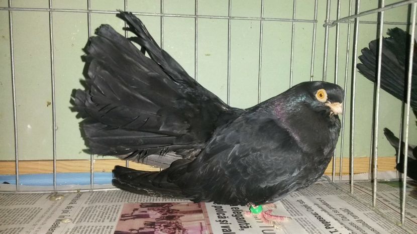  - negru trenat de bucuresti