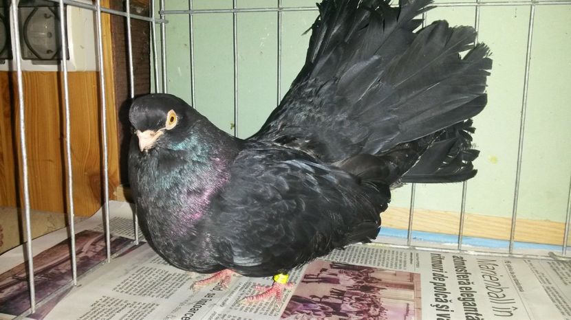  - negru trenat de bucuresti
