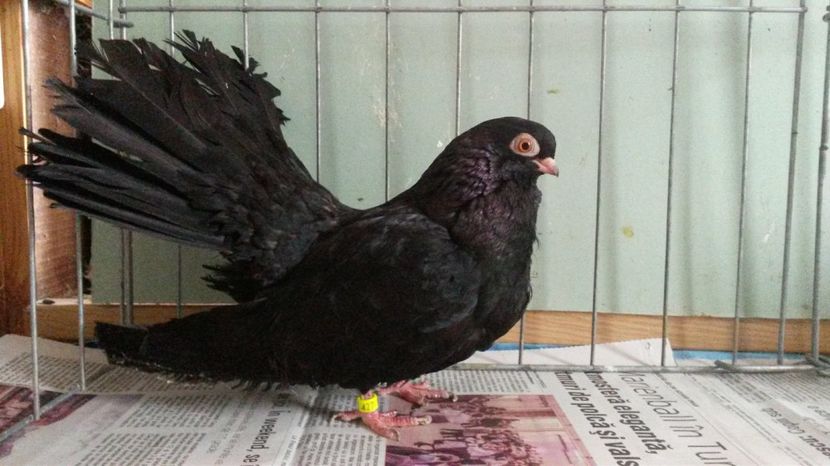  - negru trenat de bucuresti