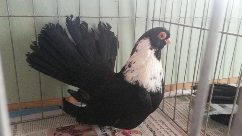  - negru trenat de bucuresti