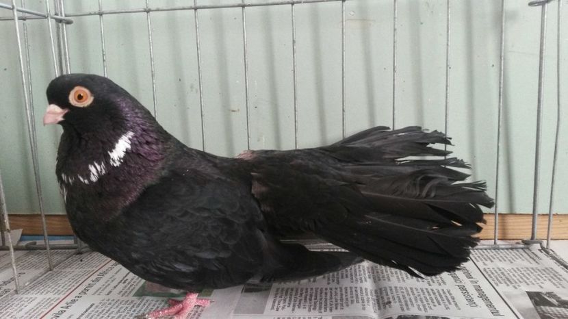  - negru trenat de bucuresti