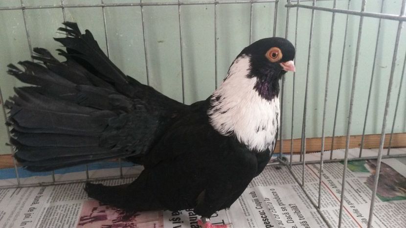  - negru trenat de bucuresti