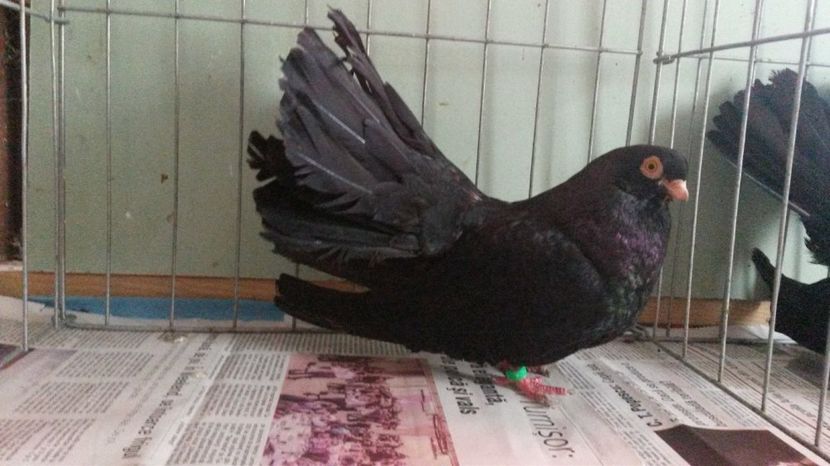  - negru trenat de bucuresti