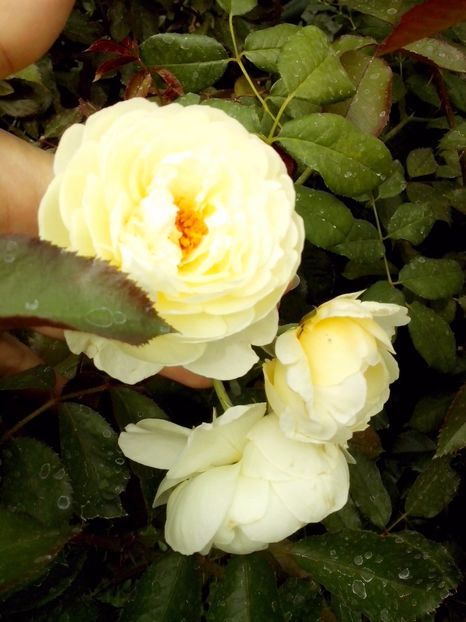 claire austin - 0 TRANDAFIRI 2017