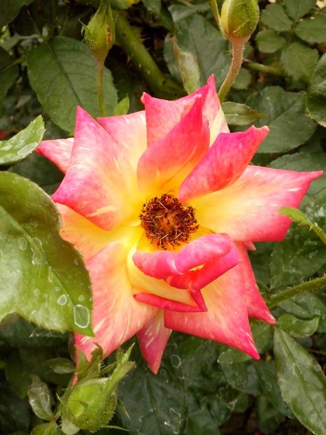 caribia - 0 TRANDAFIRI 2017