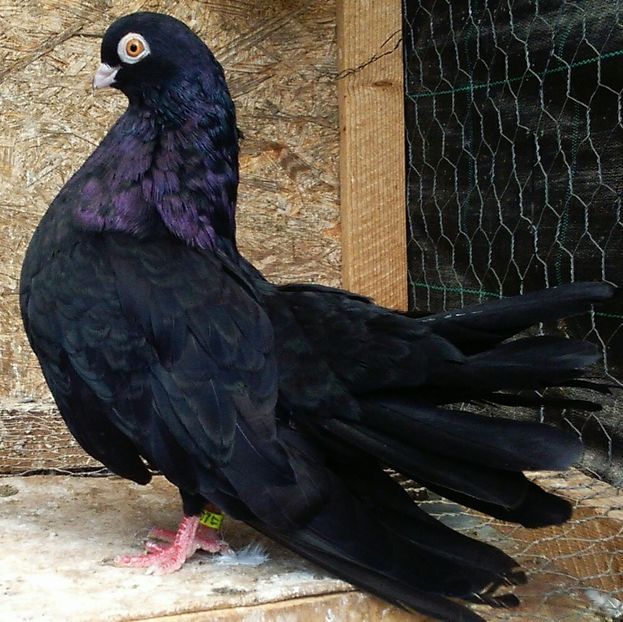 M-2017 simplu - Negri trenati de Bucuresti