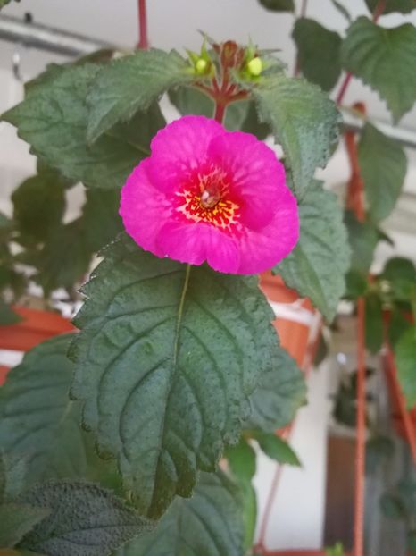  - Achimenes 2017