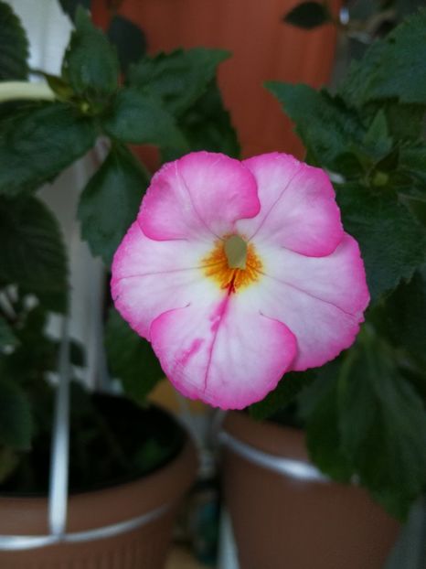  - Achimenes 2017