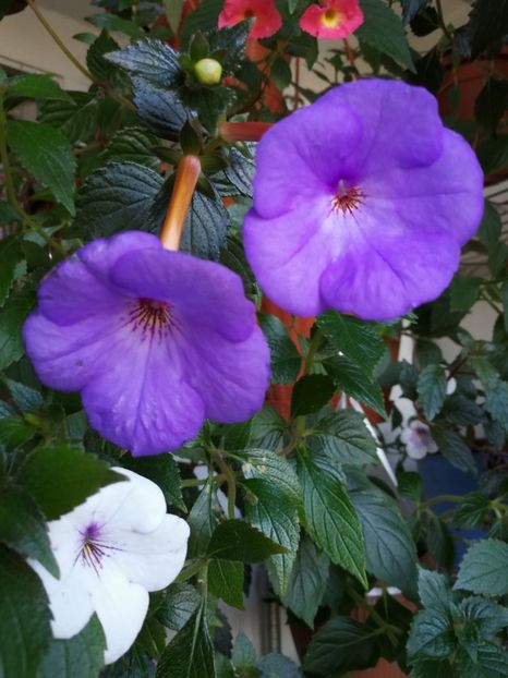  - Achimenes 2017