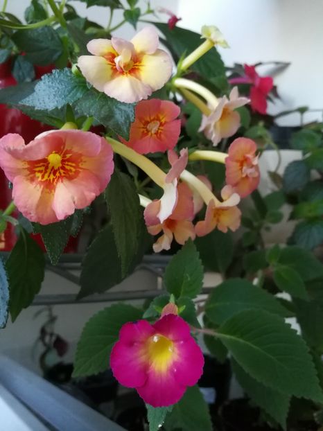  - Achimenes 2017
