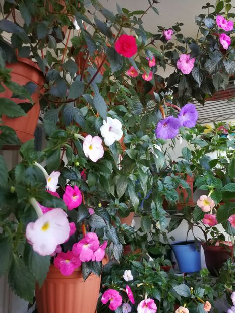  - Achimenes 2017