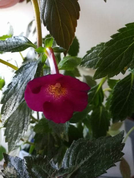  - Achimenes 2017