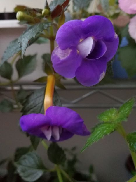  - Achimenes 2017