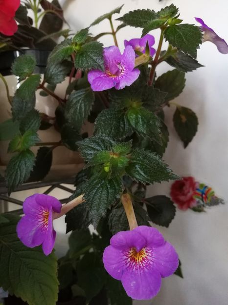  - Achimenes 2017