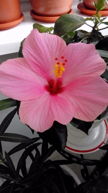  - Hibiscus