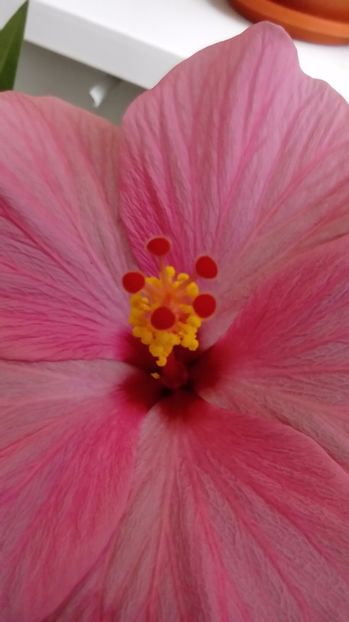  - Hibiscus