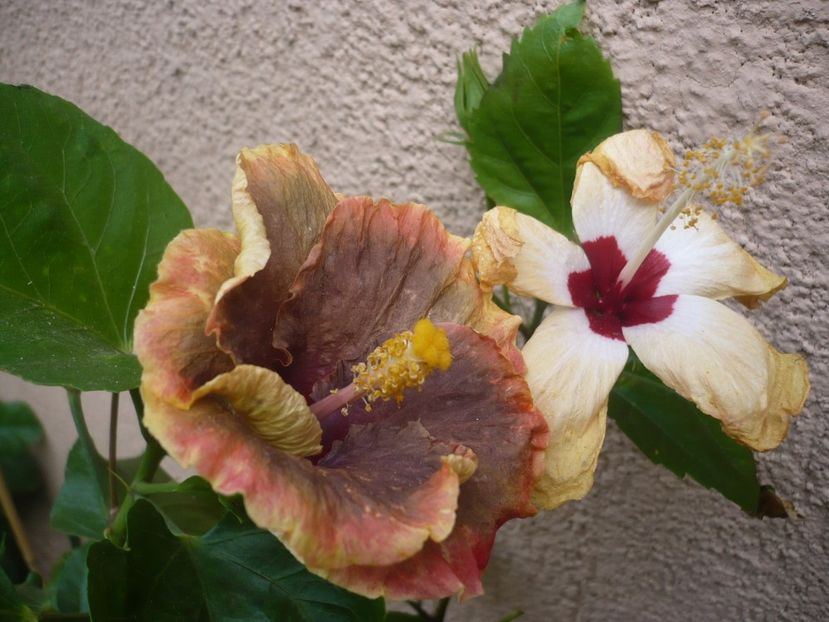 P1340768 - HIBISCUSI 2017-4