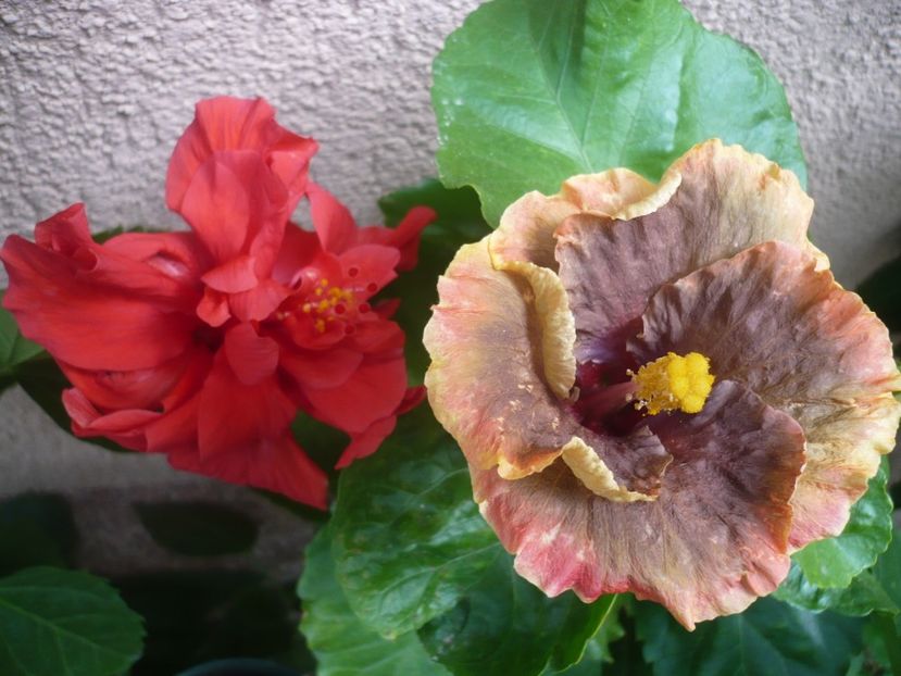 P1340771 - HIBISCUSI 2017-4