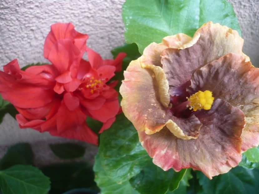 P1340772 - HIBISCUSI 2017-4