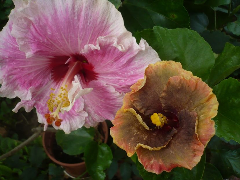 P1340773 - HIBISCUSI 2017-4