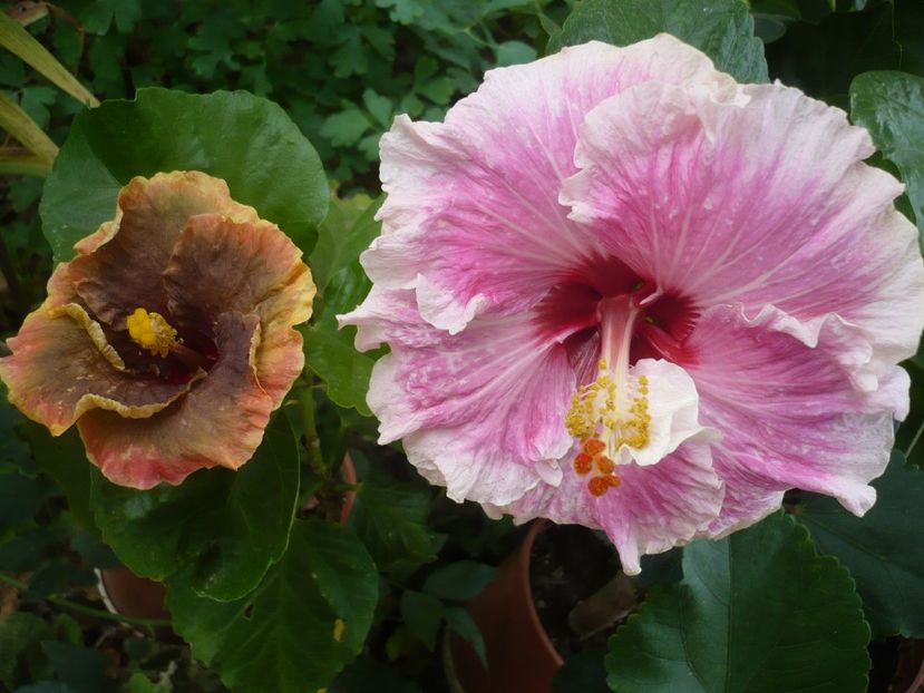 P1340774 - HIBISCUSI 2017-4