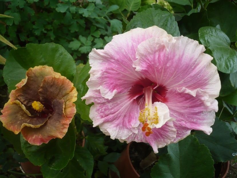 P1340775 - HIBISCUSI 2017-4