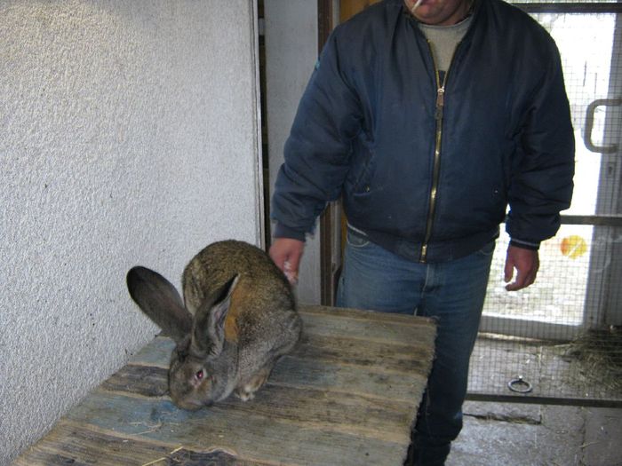 iepure vindut la bodoc-romania