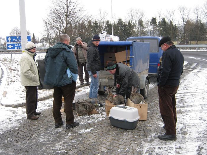 Delegatia din Brasov ea iepurii