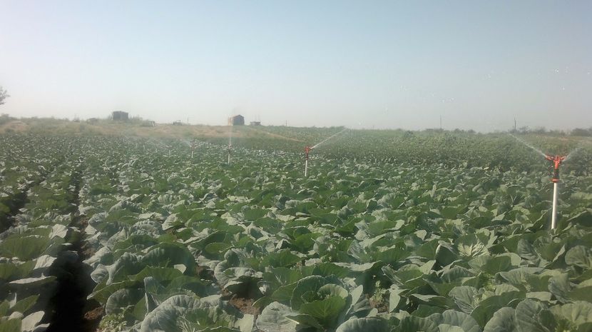  - legumicultura --ocupatia mea