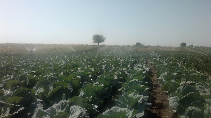  - legumicultura --ocupatia mea