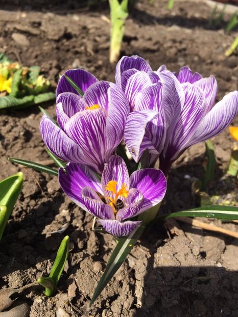  - crocusi