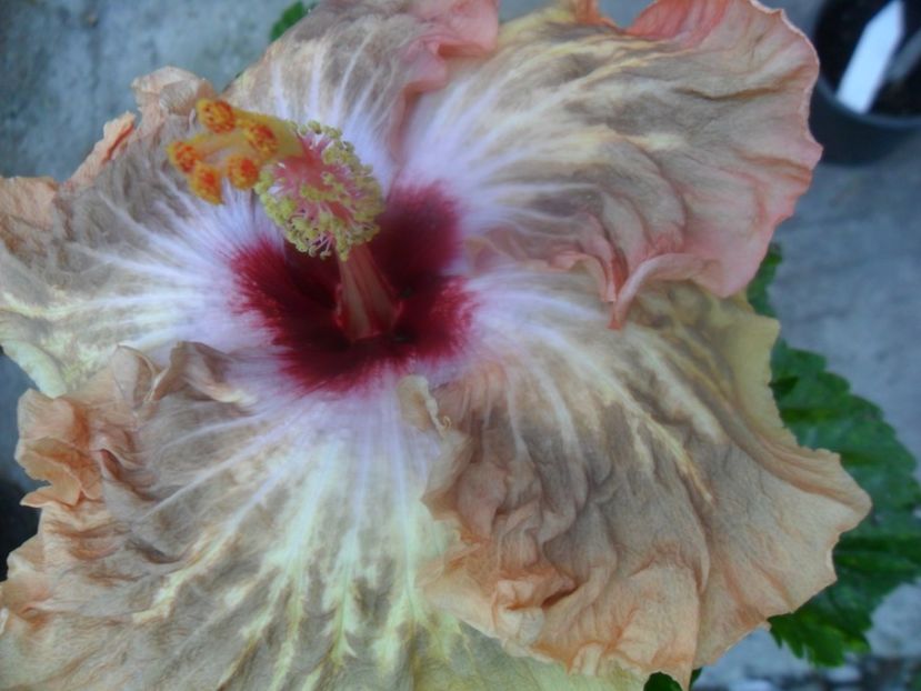 tahitian french toast - hibiscusi 2017 7