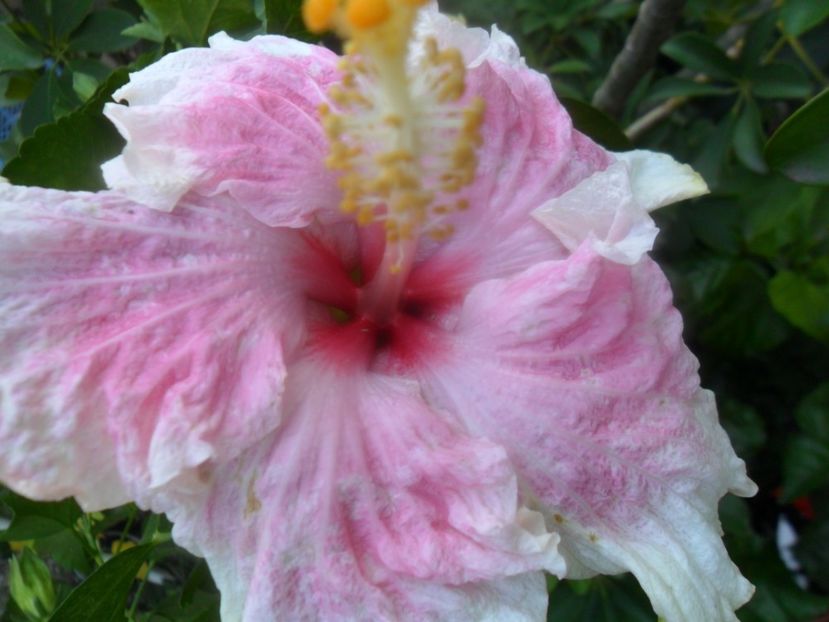 c,est bonne - hibiscusi 2017 7