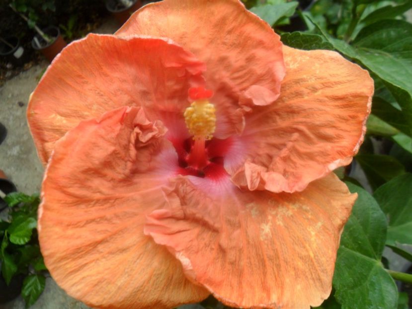 Flyng Skyrt - hibiscusi 2017 7