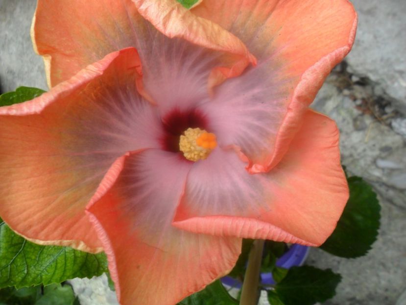 Fift Dimension - hibiscusi 2017 7