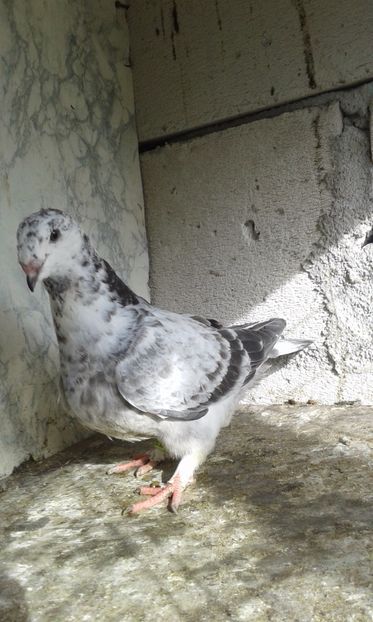  - Pui Albastri si Cuci 2017