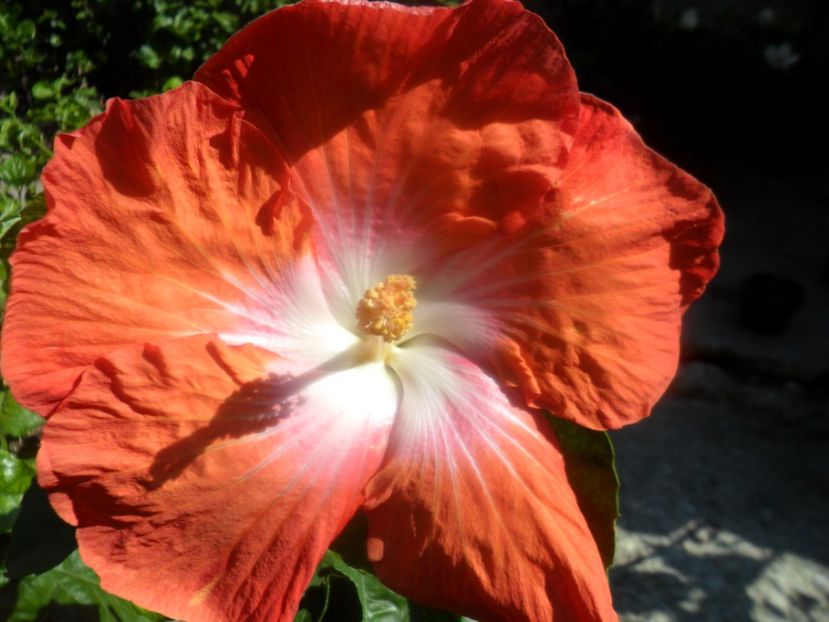 saffron - hibiscusi 2017 7