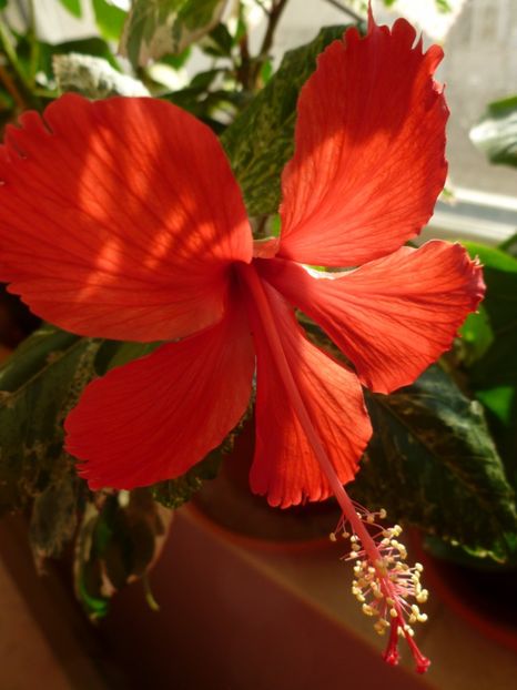  - 0 Zambetul florilor continua