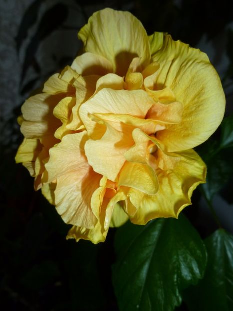  - 0 Zambetul florilor continua